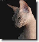 Donsk sphynx