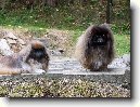 Pekingsk palcov psk, pekinz