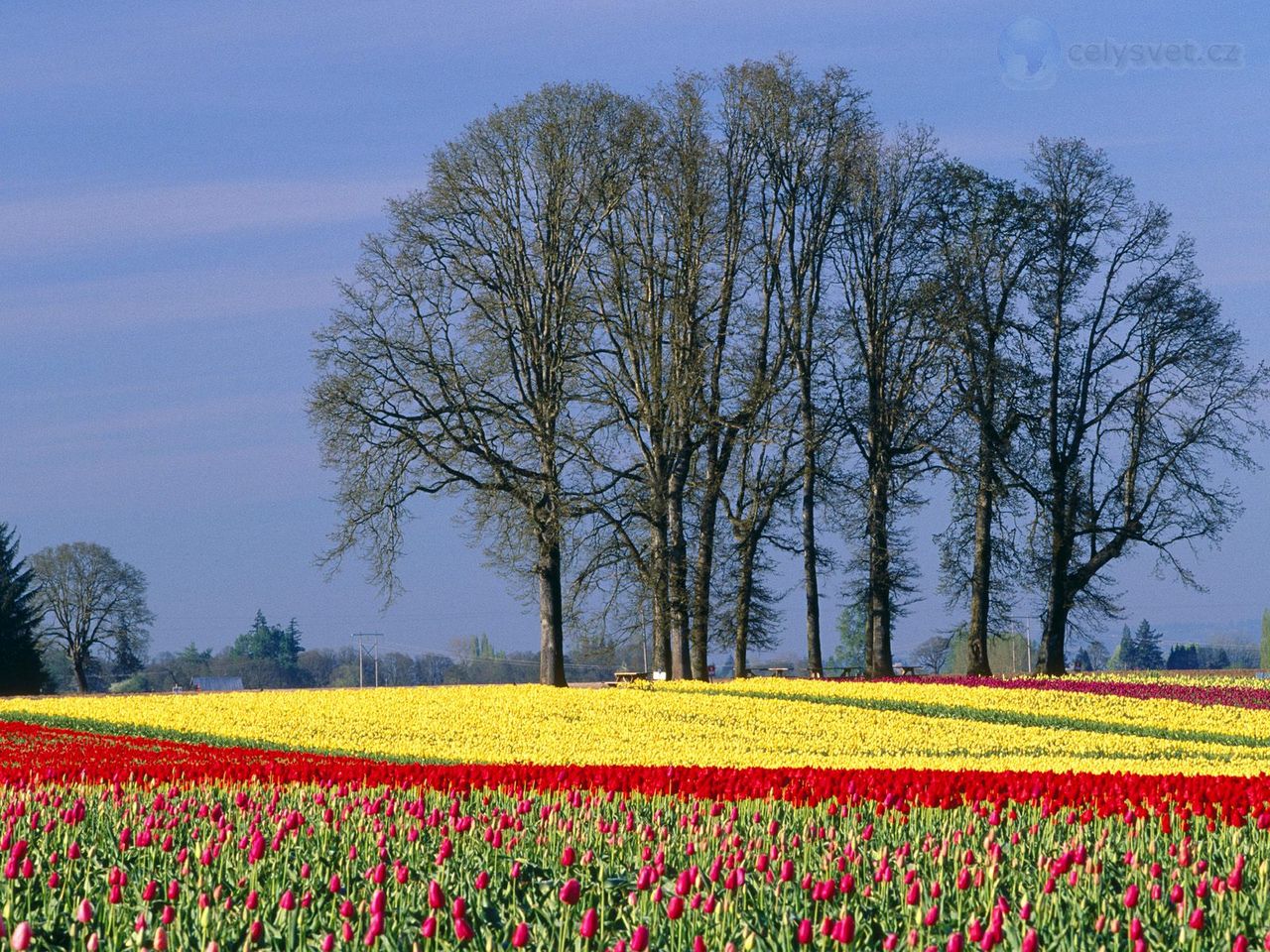 Foto: Tulip Field In Bloom, Oregon