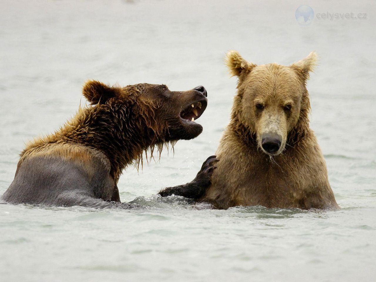 Foto: Brown Bears Playing, Mcneil River, Alaska