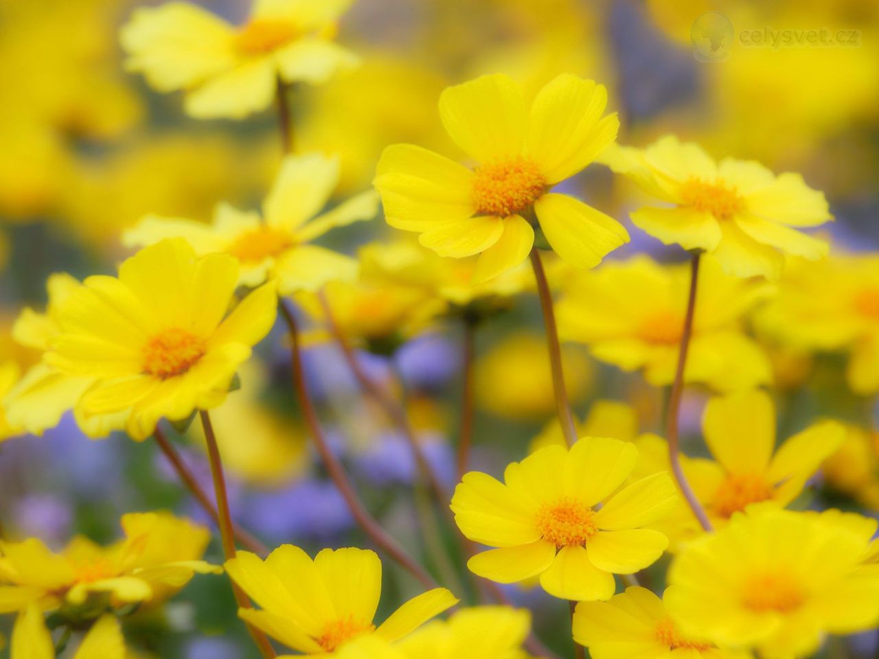 Foto: Desert Flowers, Carrizo Plain National Monument, California