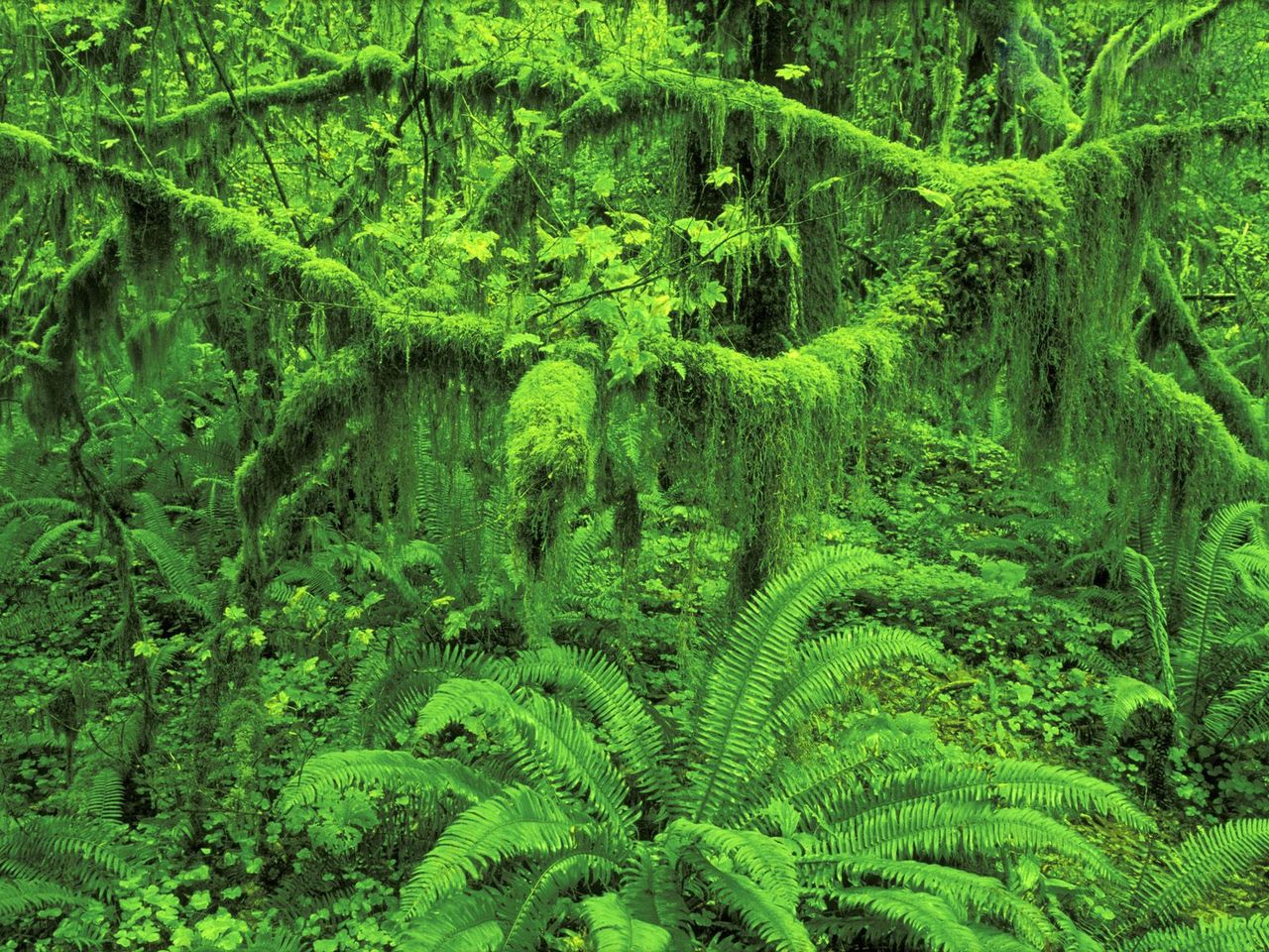 Foto: Mossy Foliage, Hoh Rainforest, Olympic National Park, Washington