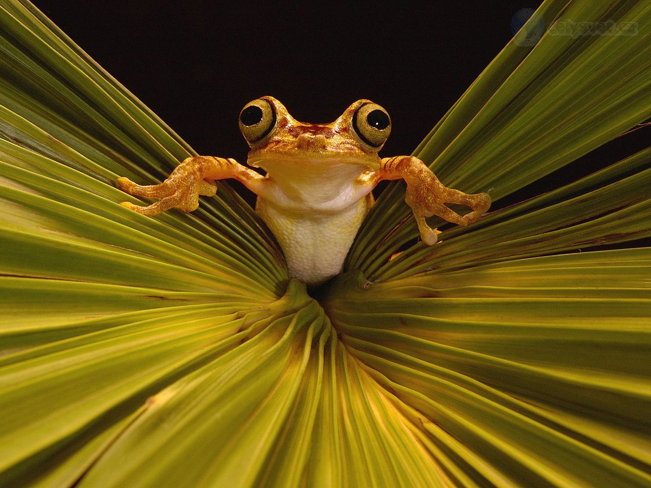 Foto: Chachi Tree Frog, Choco Rainforest, Ecuador