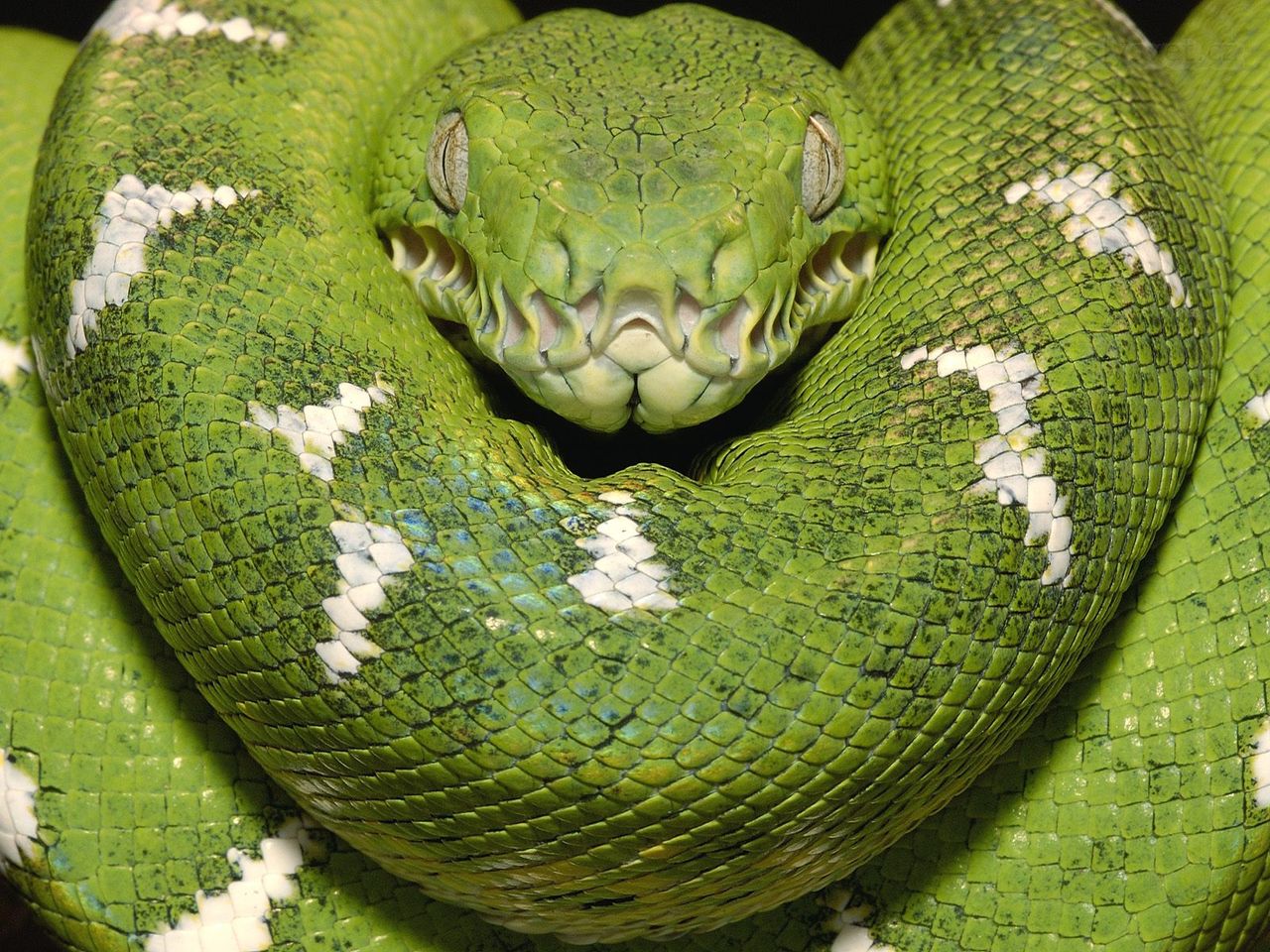 Foto: Emerald Tree Boa, Amazon, Equador