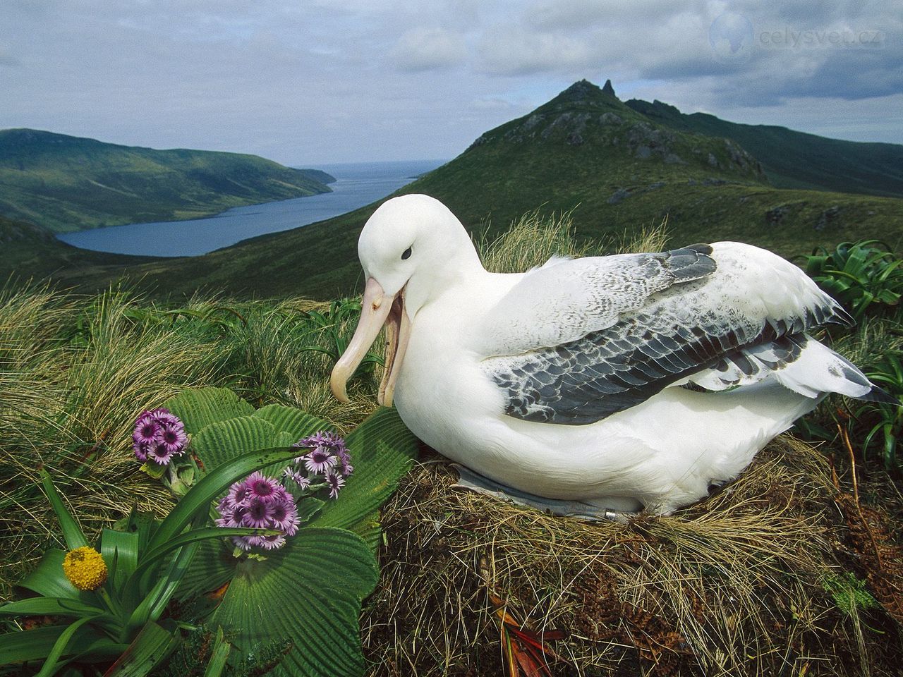 Foto: Royal Albatross, Campbell Island, New Zealand