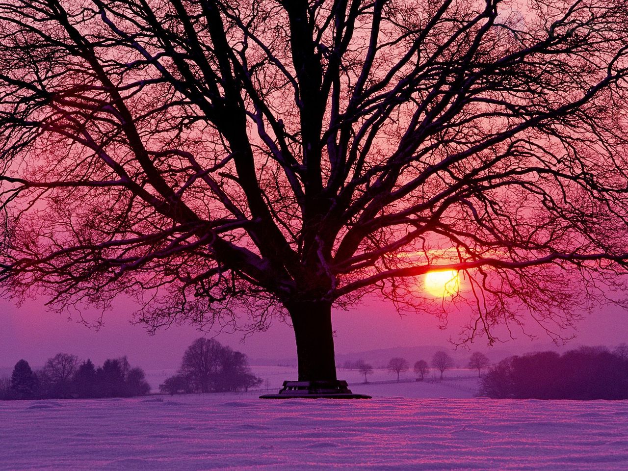 Foto: Winter Sunset And The Majestic Oak, Germany