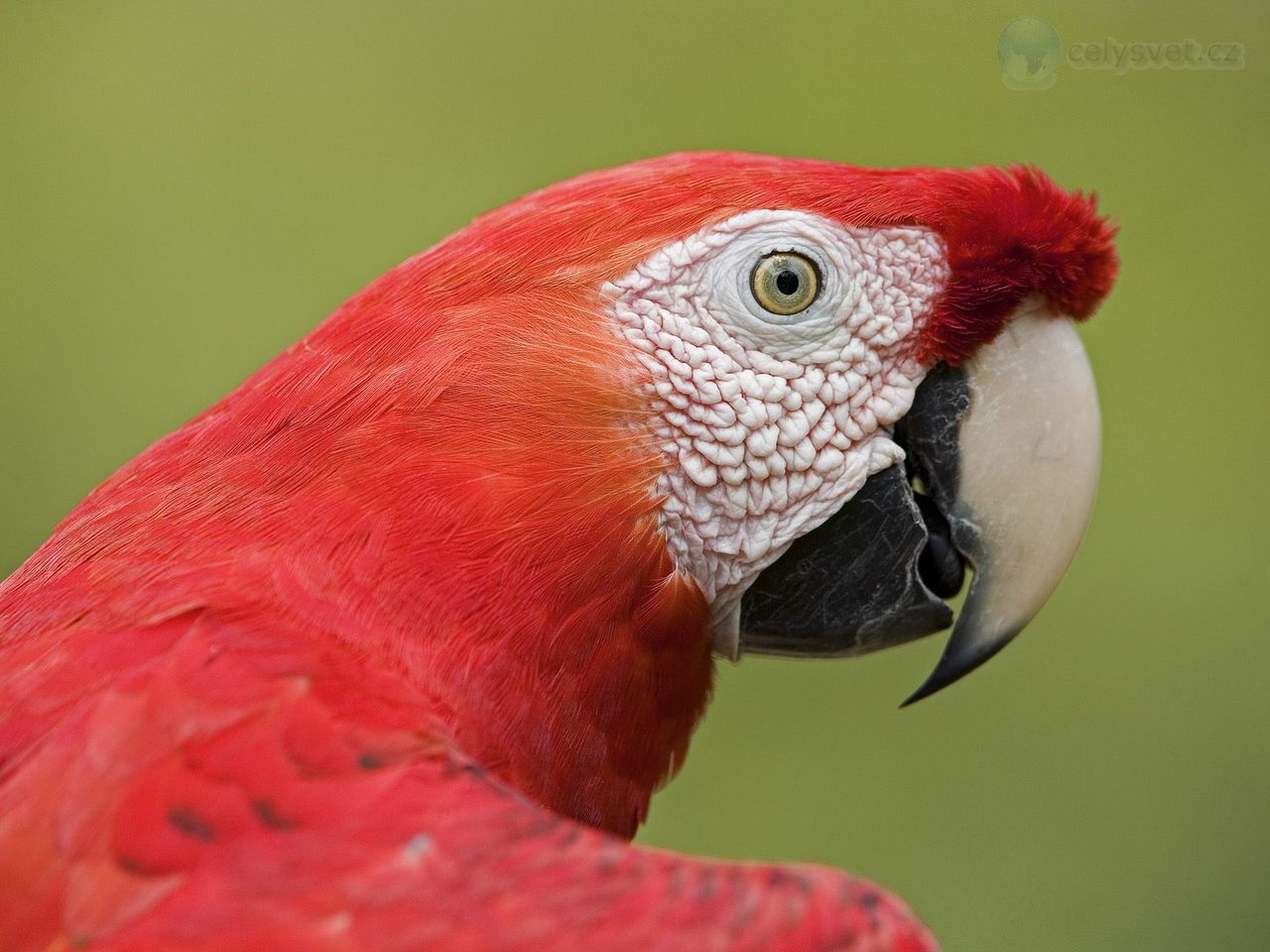 Foto: Scarlet Macaw Portrait, Amazon Ecosystem, Peru