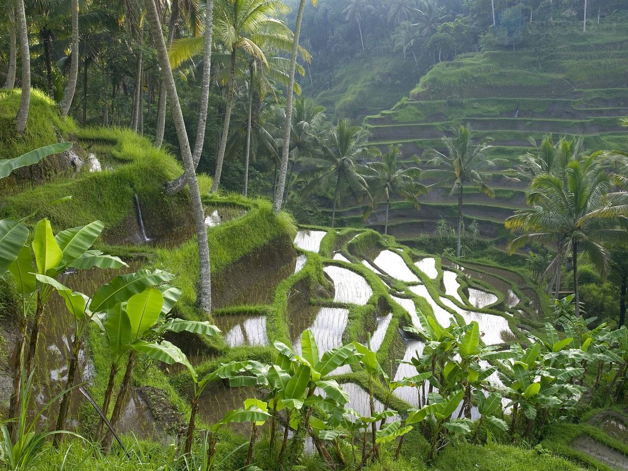 Foto: Terraced Rice Paddy, Ubud Area, Bali, Indonesia