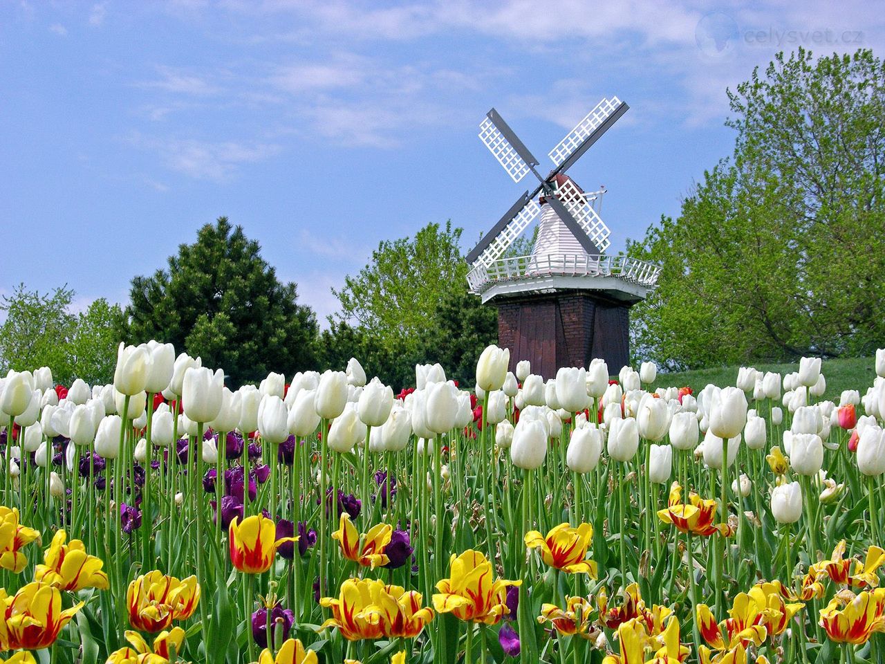 Foto: Holland Tulip Festival, Michigan