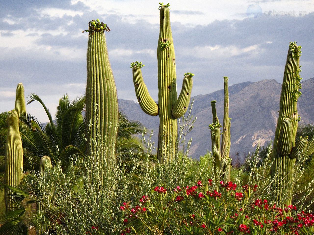 Foto: Saguaro Cacti, Santa Catalina Mountains, Tucson, Arizona