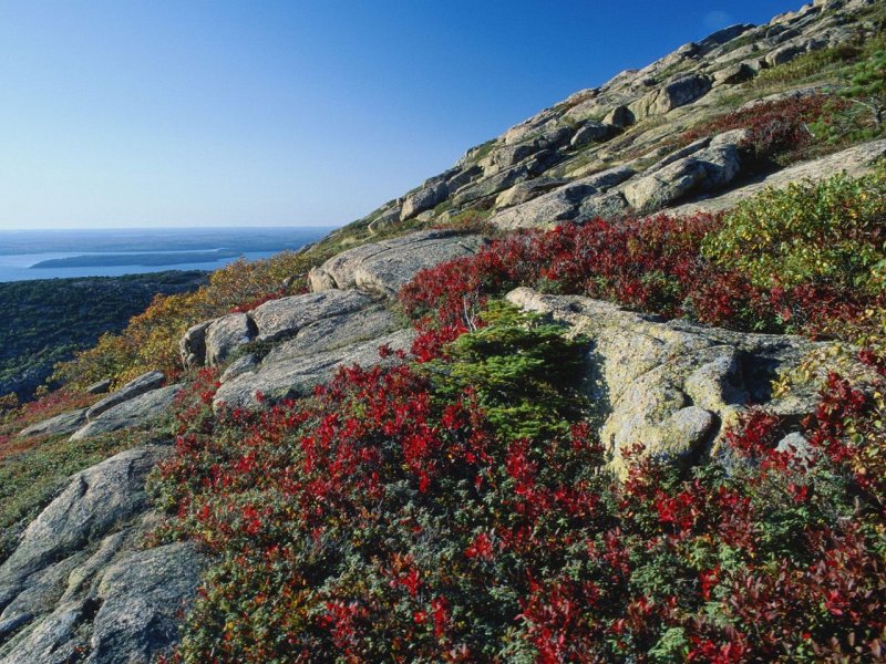 Foto: Blueberry Foliage, Acadia National Park, Maine