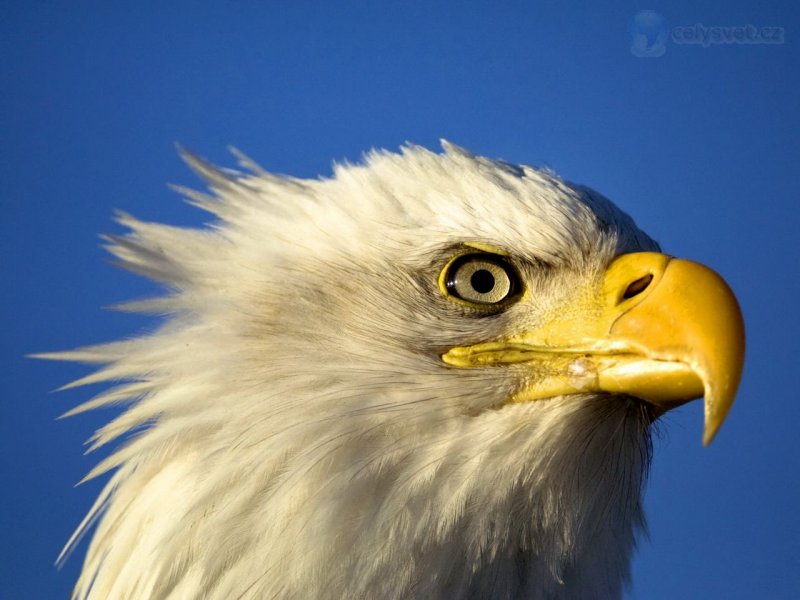 Foto: Profile Of A Bald Eagle, Kachemak Bay, Kenai Peninsula, Alaska