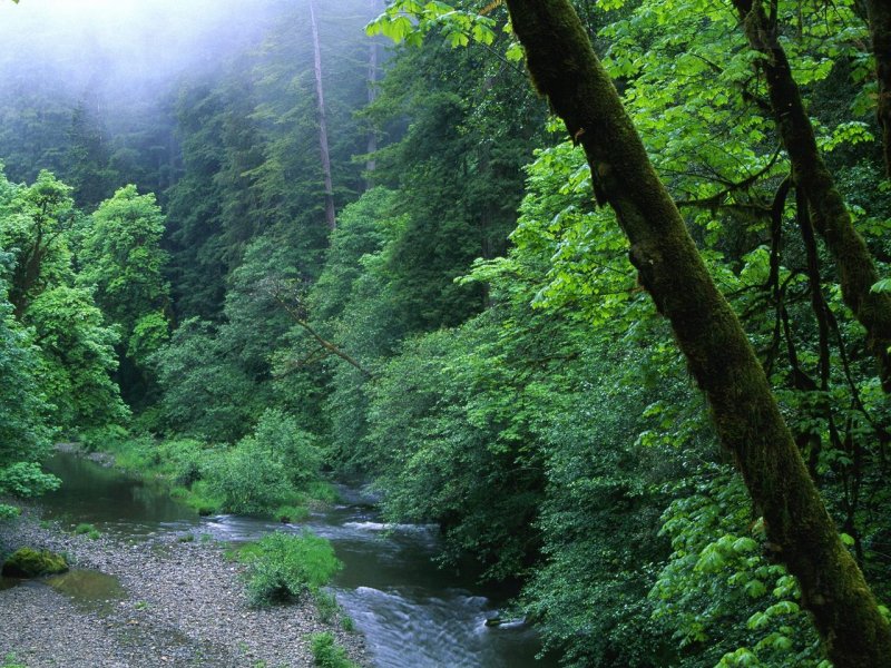 Foto: Misty Woods, California