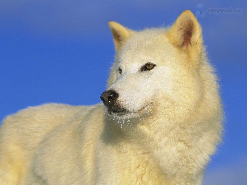 Foto: Arctic Wolf, Idaho