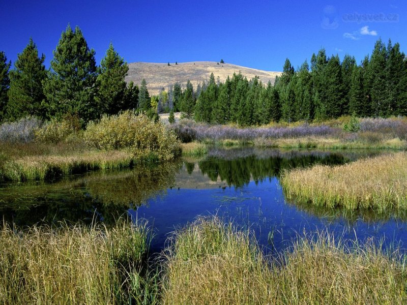 Foto: Beaver Ponds, Sun Valley, Idaho