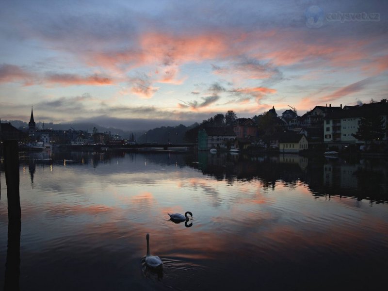 Foto: Swans On The Rhine River At Sunset, Schaffhausen, Switzerland