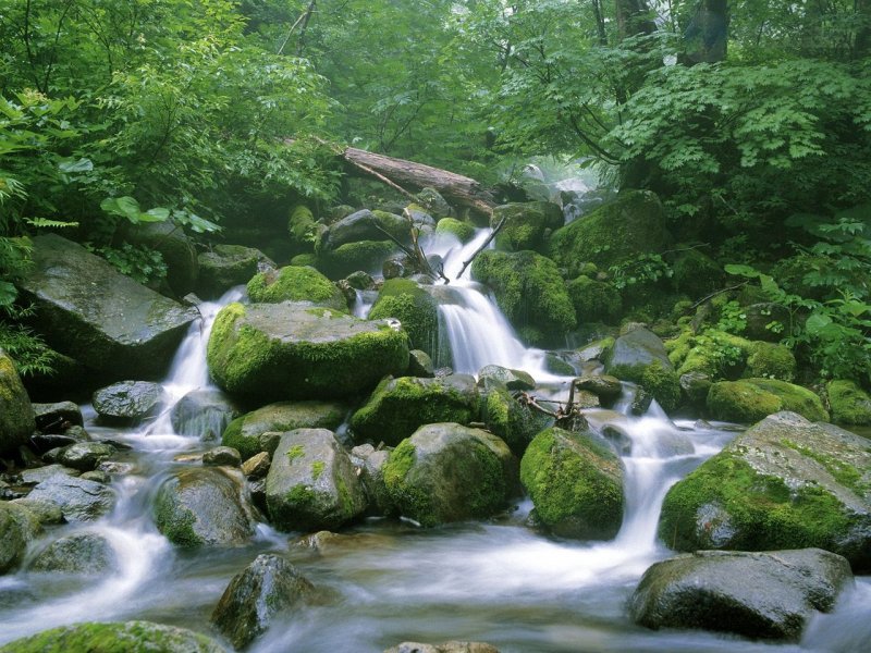 Foto: Running Stream Through A Japanese Beech Forest, Shirakami Sanchi, Japan