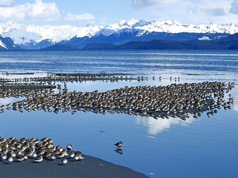 Foto: Western Sandpiper Flock, Copper River Delta, Alaska